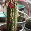 Pendentif Clochette