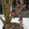 Parure "ROuge & Or